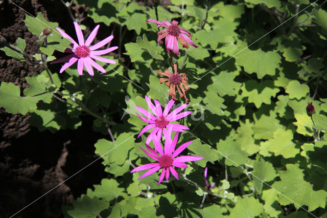 Pericallis echinata