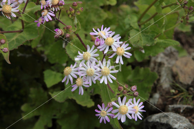 Pericallis spec