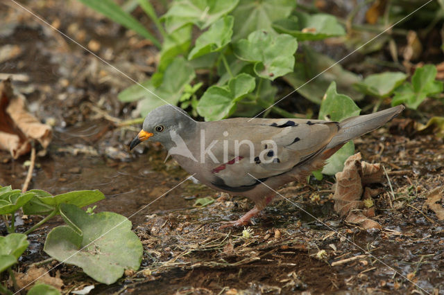 Croaking Ground-Dove (Columbina cruziana)