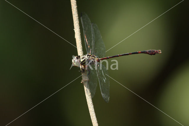 Phyllogomphoides pseudangularis