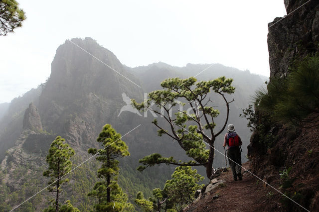 Pico Bejenado