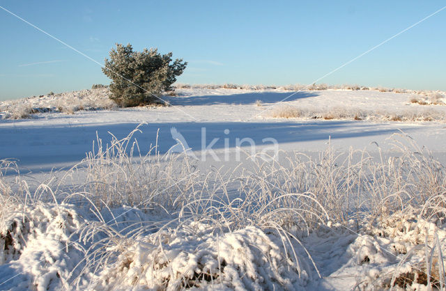 Pijpestrootje (Molinia caerulea)