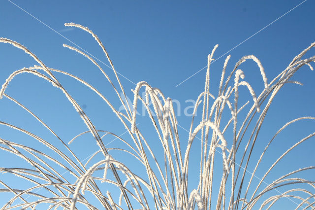 Pijpestrootje (Molinia caerulea)