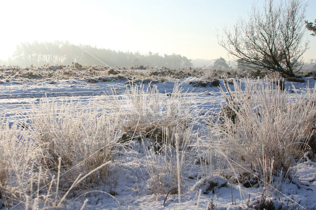 Pijpestrootje (Molinia caerulea)