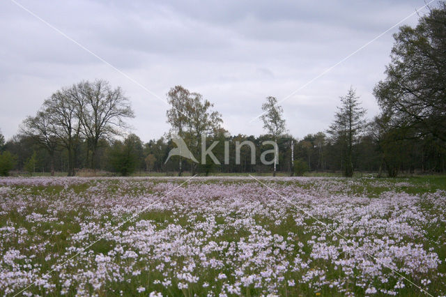 Pinksterbloem (Cardamine pratensis)