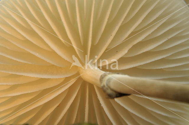 Porcelain fungus (Oudemansiella mucida)