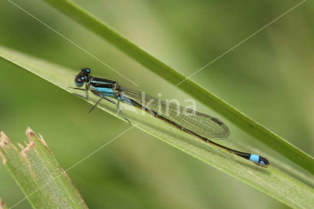 Rambur's Forktail (Ischnura sp.n.)