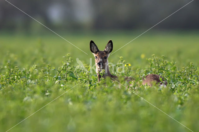 Ree (Capreolus capreolus)