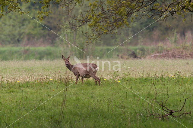 Ree (Capreolus capreolus)