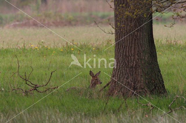 Ree (Capreolus capreolus)