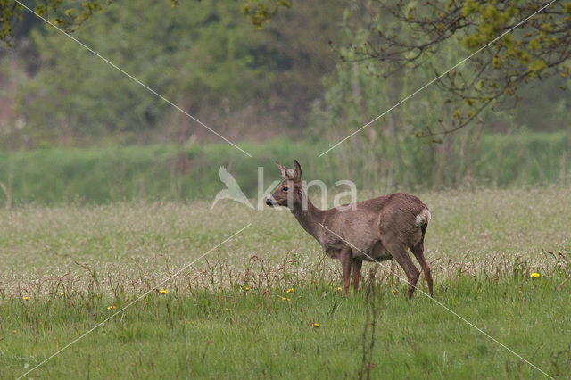 Ree (Capreolus capreolus)