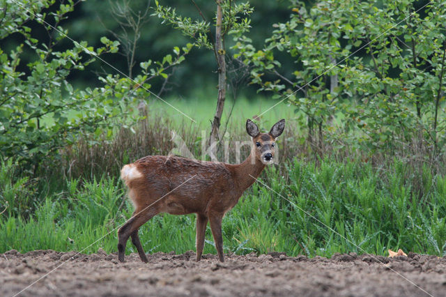 Ree (Capreolus capreolus)