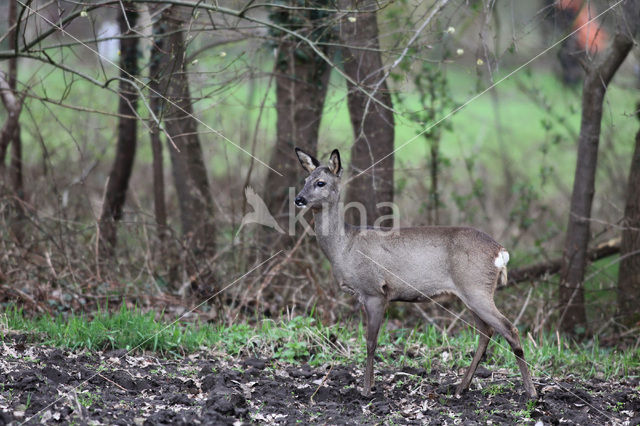 Ree (Capreolus capreolus)