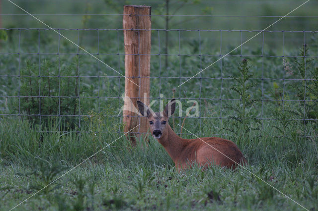 Ree (Capreolus capreolus)