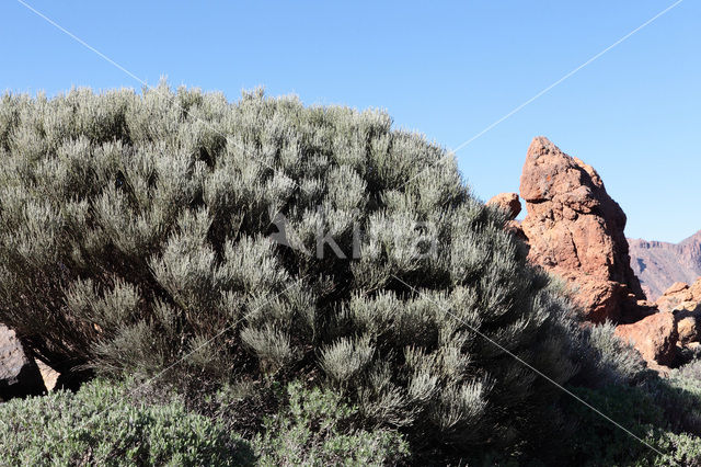 Retama del Teide (Spartocytisus supranubius)