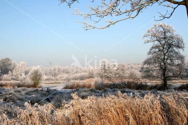 Riet (Phragmites australis)