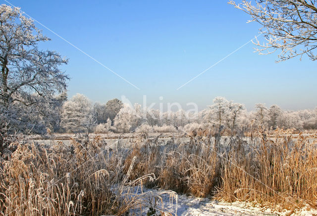 Riet (Phragmites australis)