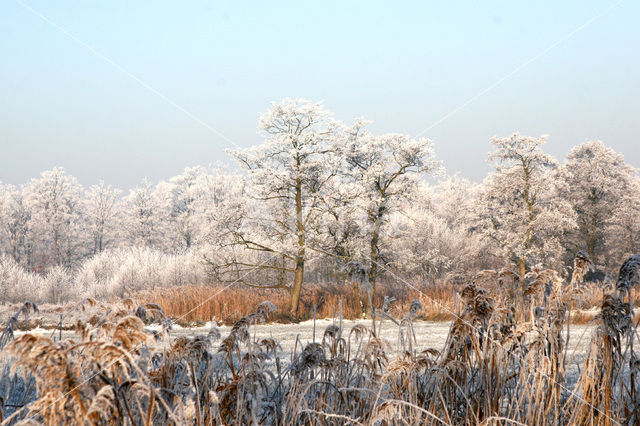 Riet (Phragmites australis)