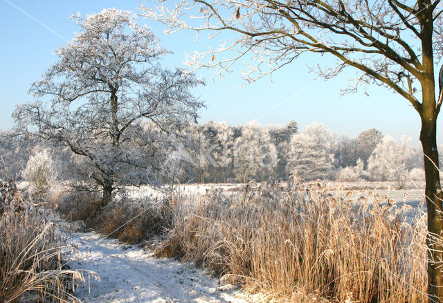 Riet (Phragmites australis)