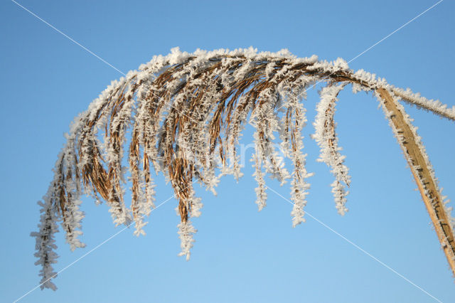 Riet (Phragmites australis)