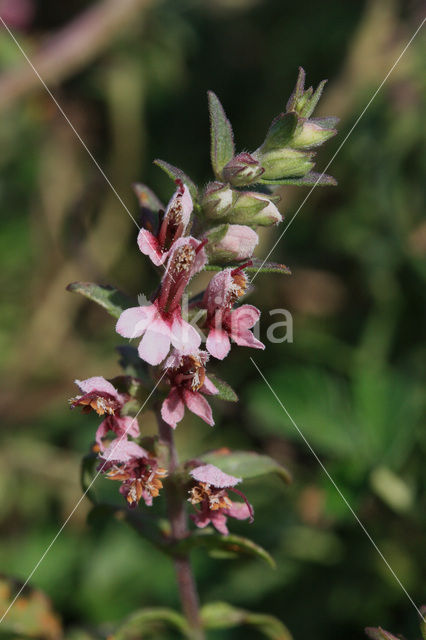 Rode ogentroost (Odontites vernus ssp. serotinus)