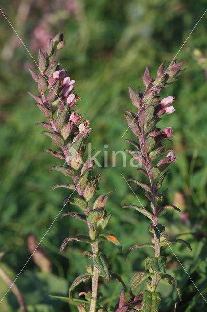 Rode ogentroost (Odontites vernus ssp. serotinus)