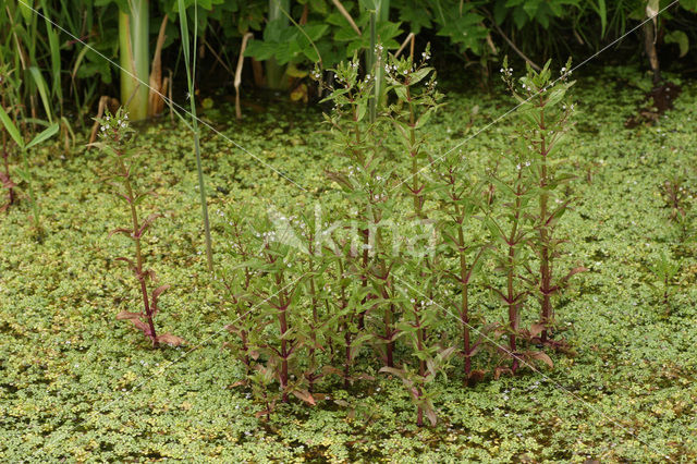 Rode waterereprijs (Veronica catenata)