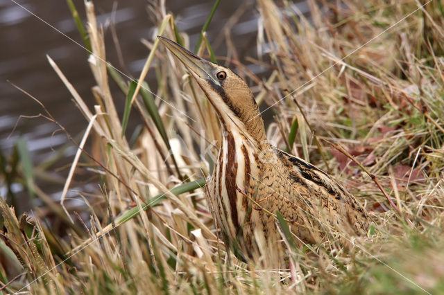 Roerdomp (Botaurus stellaris)