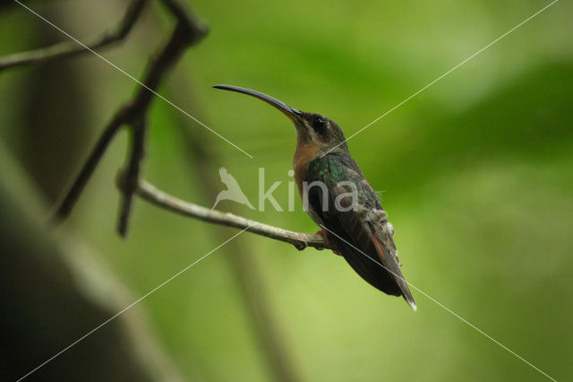 Rufous-breasted Hermit (Glaucis hirsutus)