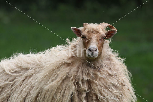 Schaap (Ovis domesticus)