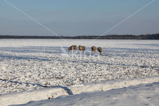 Schaap (Ovis domesticus)