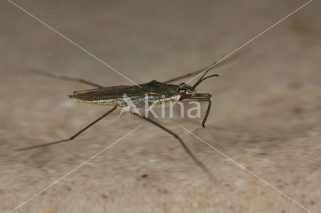 Common pond skater (Gerris lacustris)