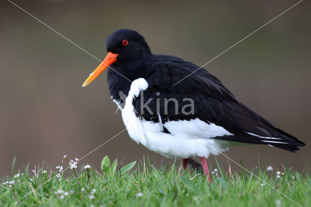 Scholekster (Haematopus ostralegus)