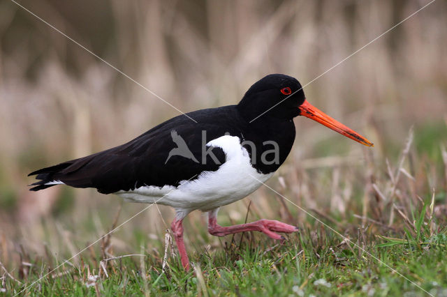 Scholekster (Haematopus ostralegus)