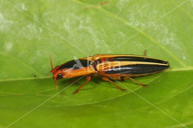 Semiotus cf. bilineatus