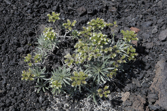 Slangenkruid (Echium brevirame)