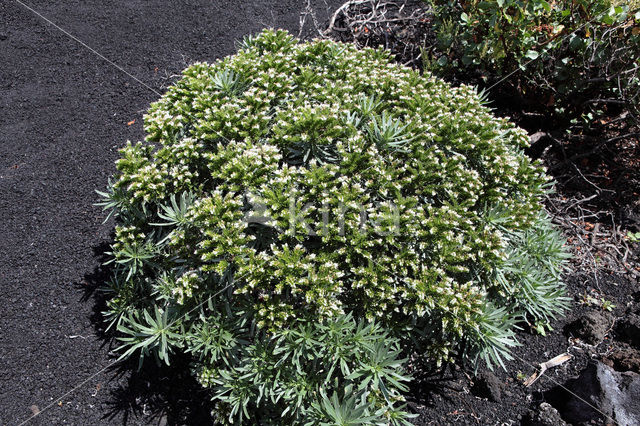 Slangenkruid (Echium brevirame)