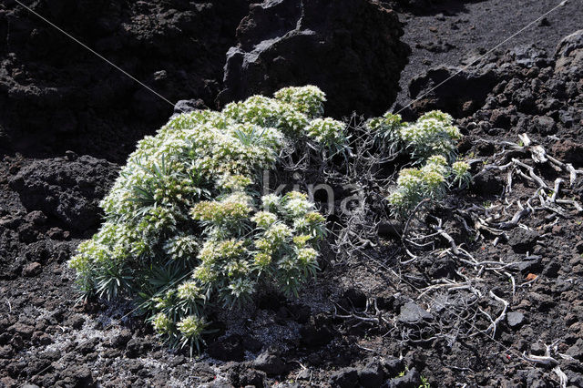 Slangenkruid (Echium brevirame)