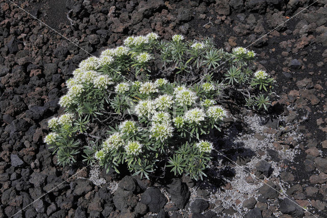 Slangenkruid (Echium brevirame)