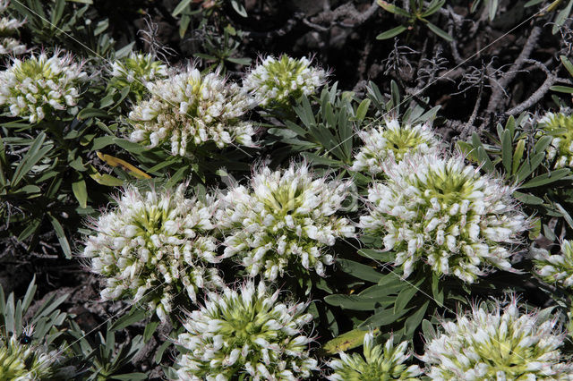 Slangenkruid (Echium brevirame)