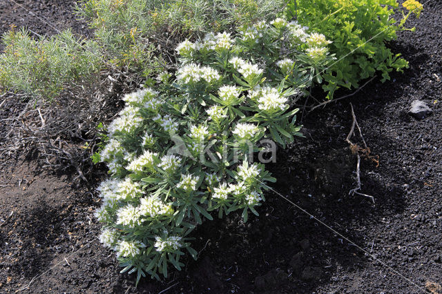 Slangenkruid (Echium brevirame)