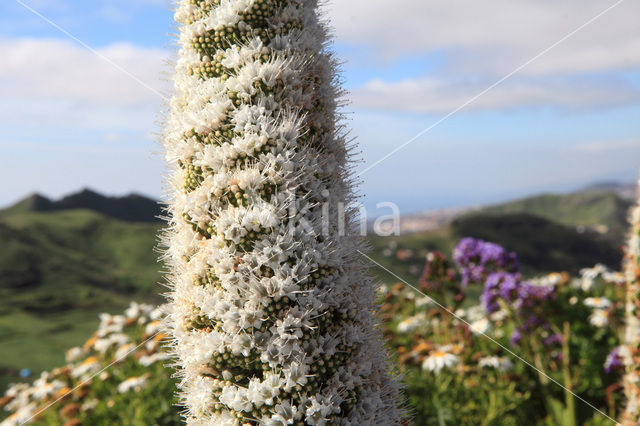 Tower of jewels (Echium simplex)