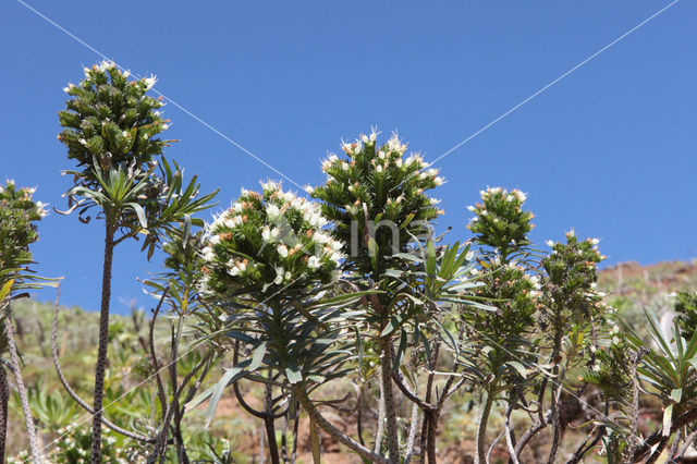 Slangenkruid (Echium wildpretii)