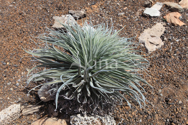 Slangenkruid (Echium wildpretii)