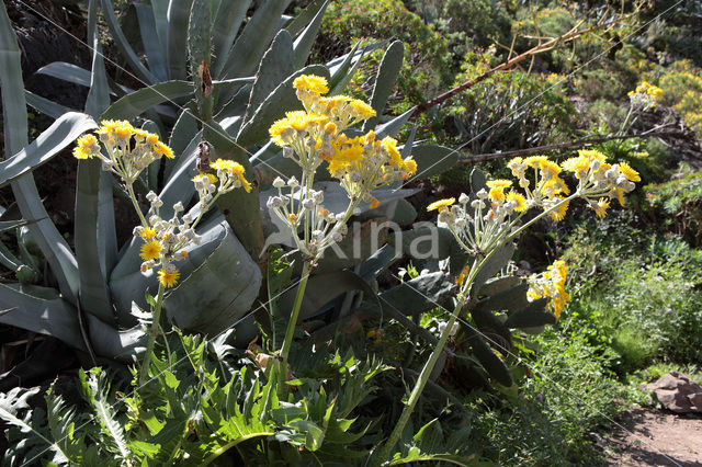 Sonchus radicatus