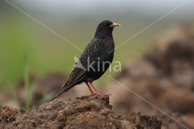 Spreeuw (Sturnus vulgaris)