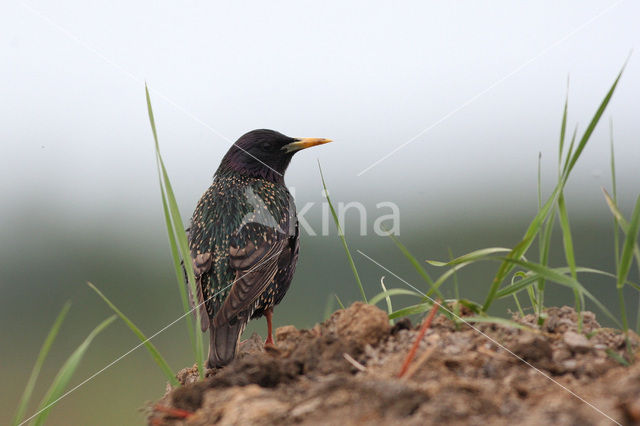 Spreeuw (Sturnus vulgaris)