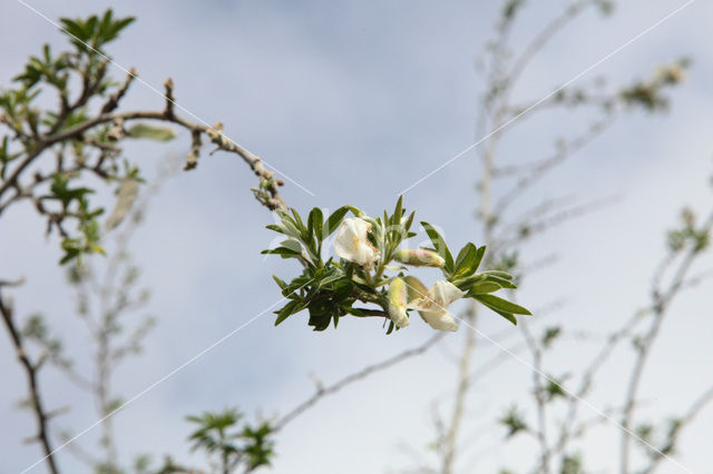 Tagasaste (Chamaecytisus proliferus)