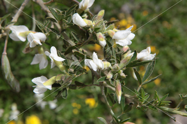 Tagasaste (Chamaecytisus proliferus)