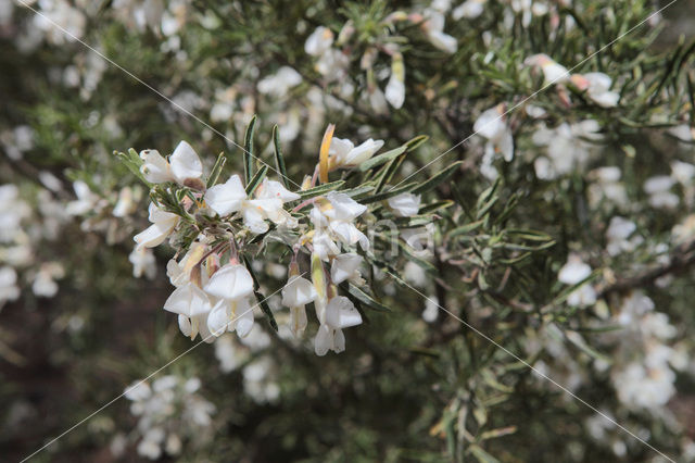 Tagasaste (Chamaecytisus proliferus)